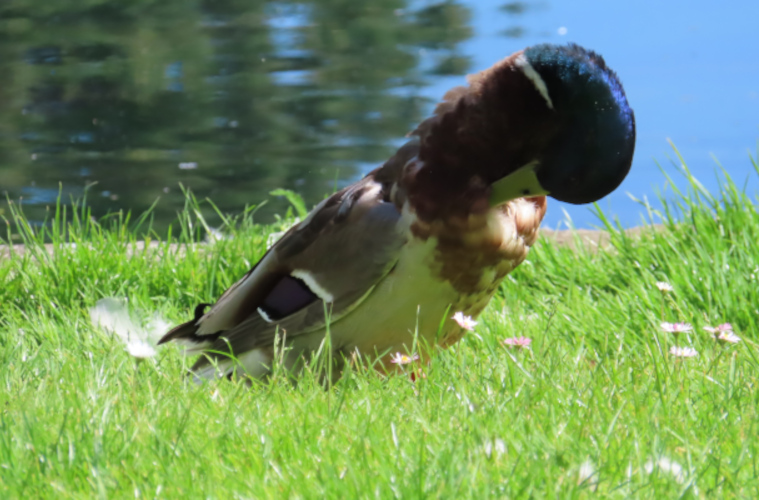 Isny-Ente