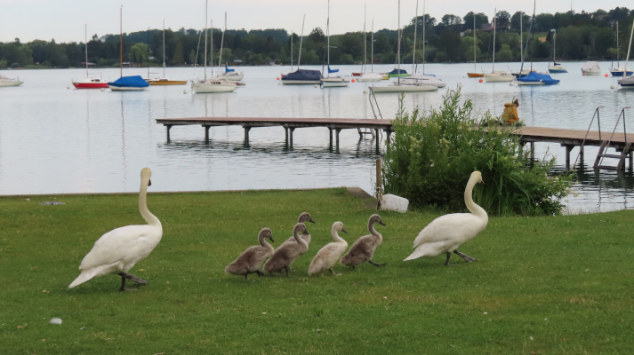 Schwan