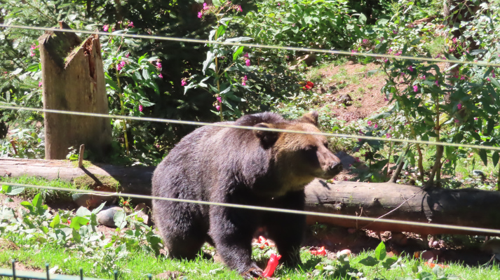 Bärenpark