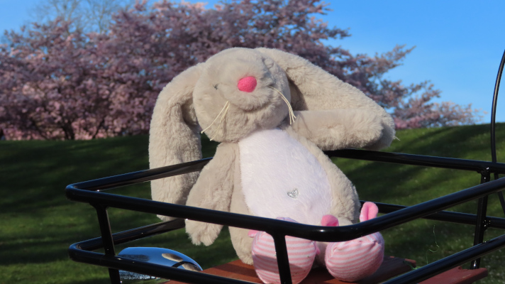 Hase